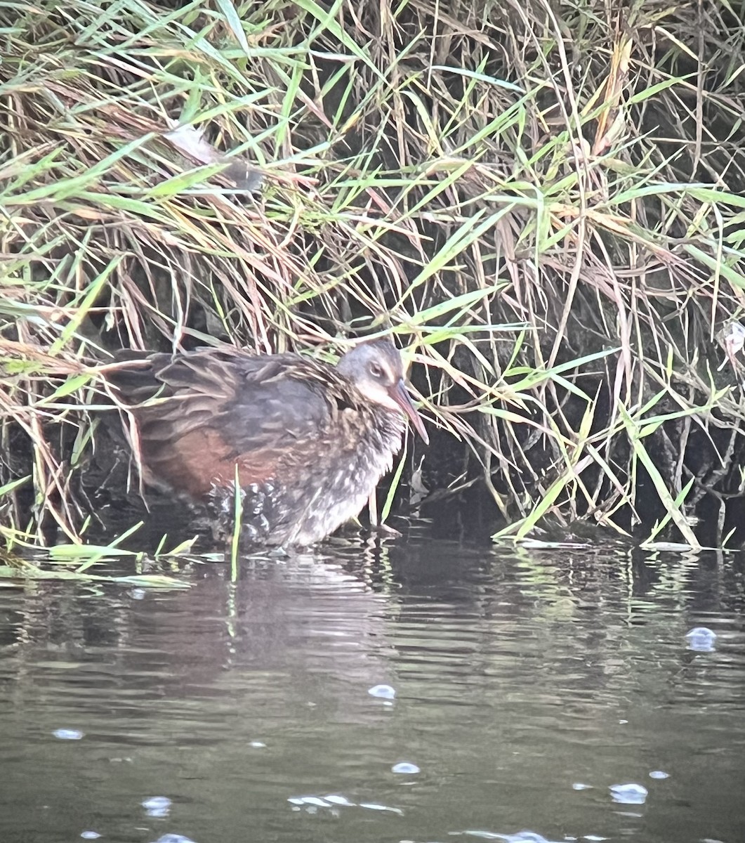 Virginia Rail - ML642015230