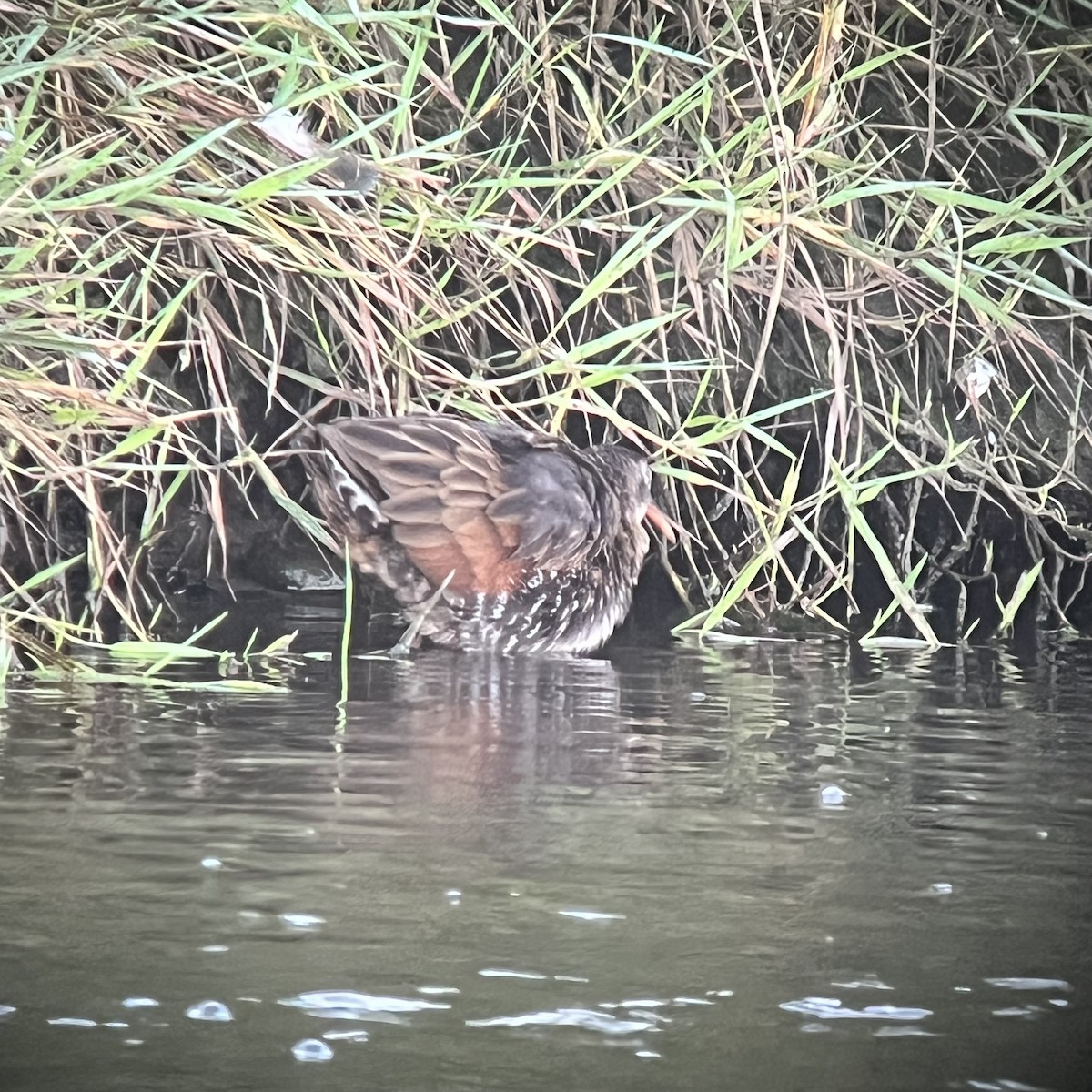 Virginia Rail - ML642015231