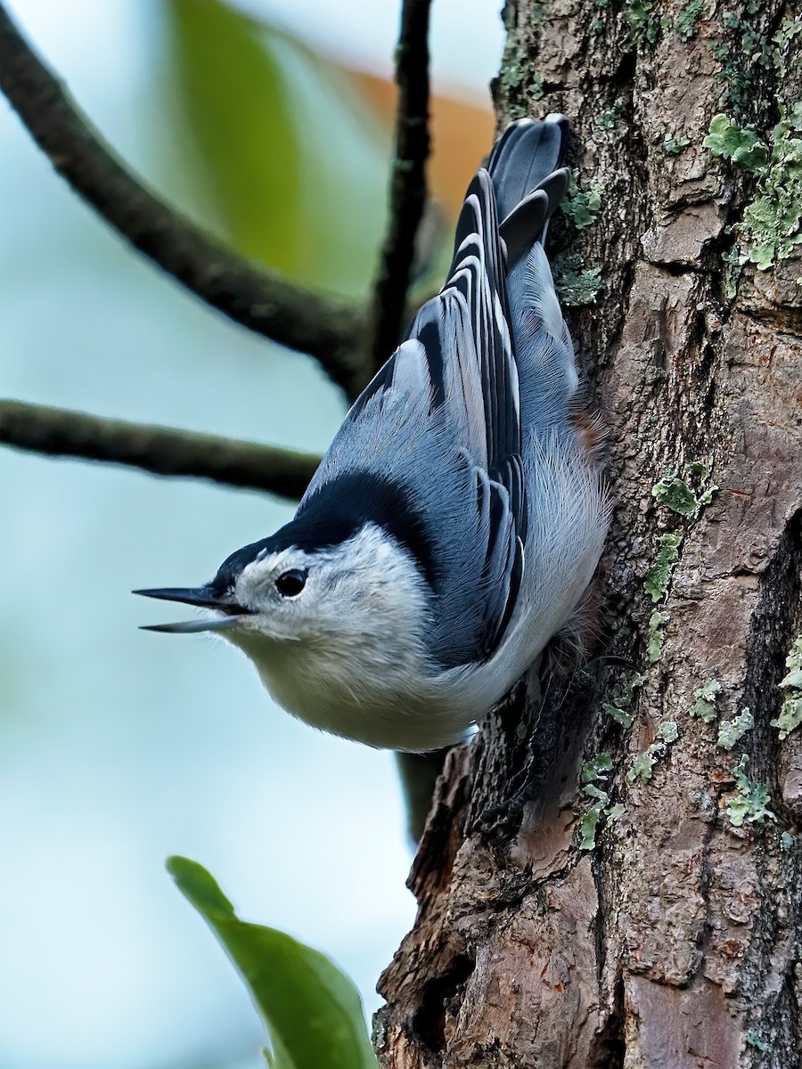 White-breasted Nuthatch - ML642015233