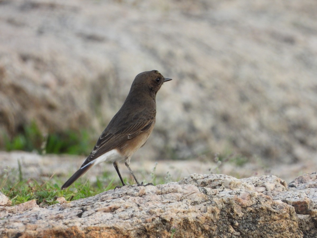 Pied Bushchat - ML642015244