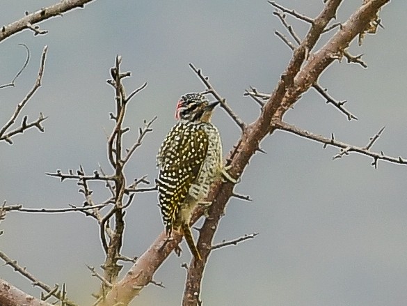 Nubian Woodpecker - ML642015245