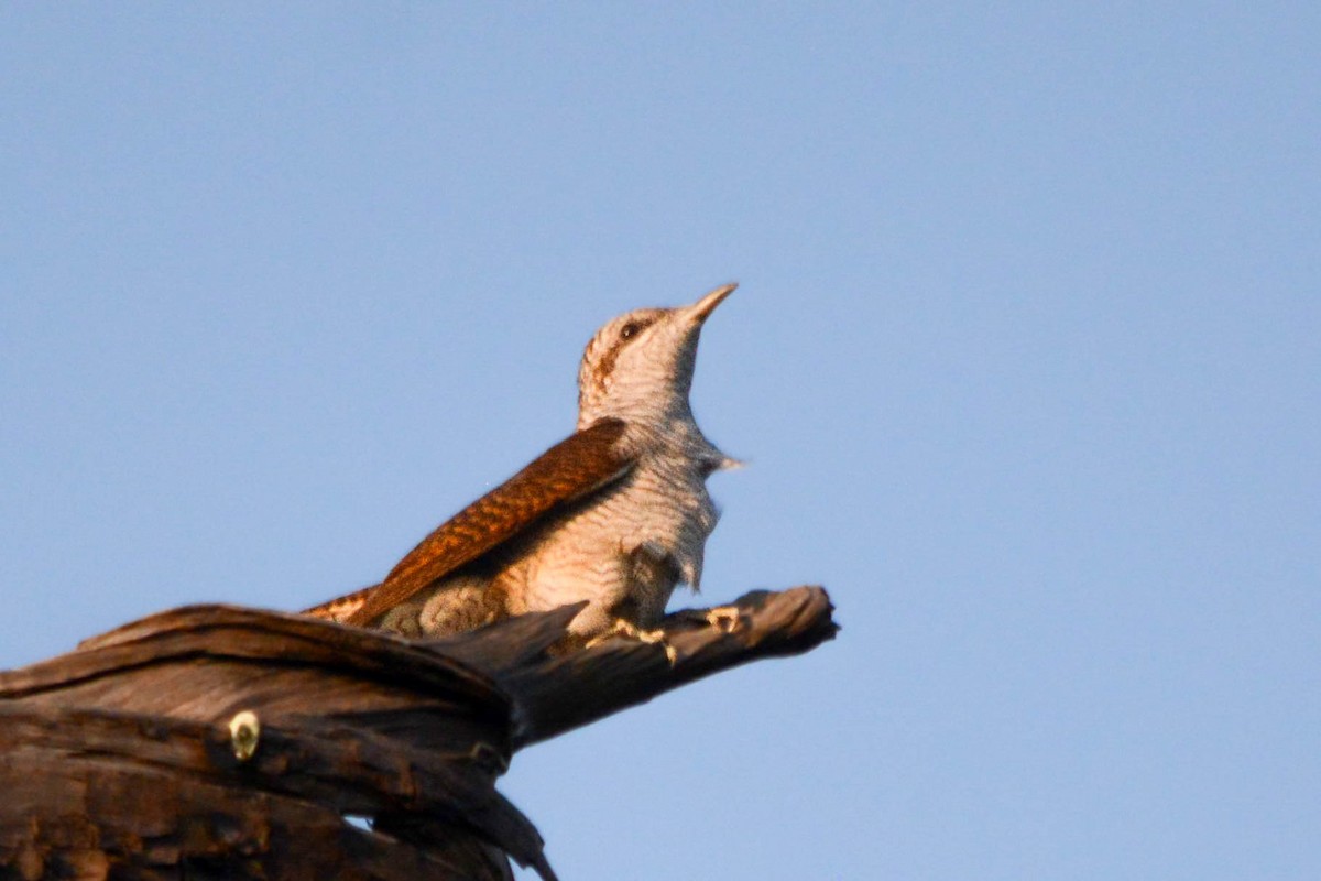 Banded Bay Cuckoo - ML642015247