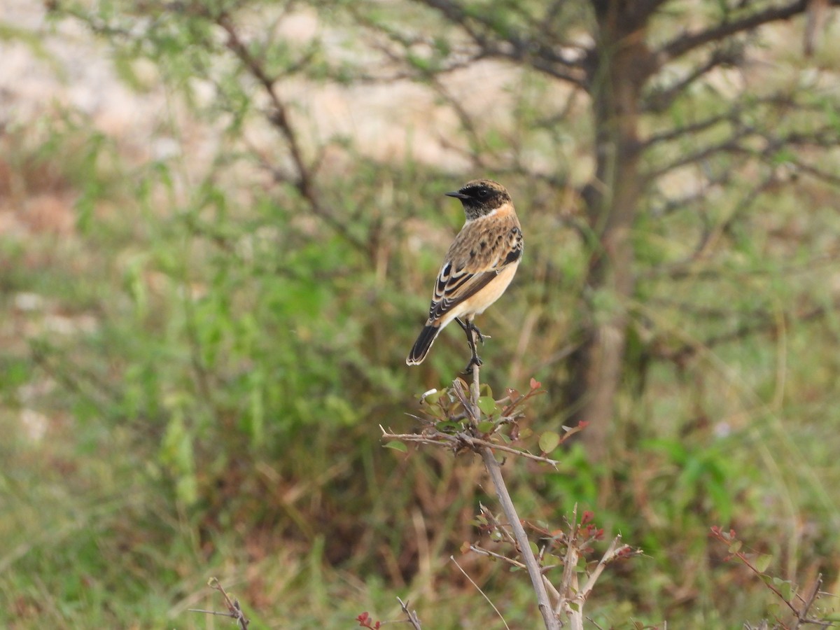 Siberian Stonechat - ML642015248
