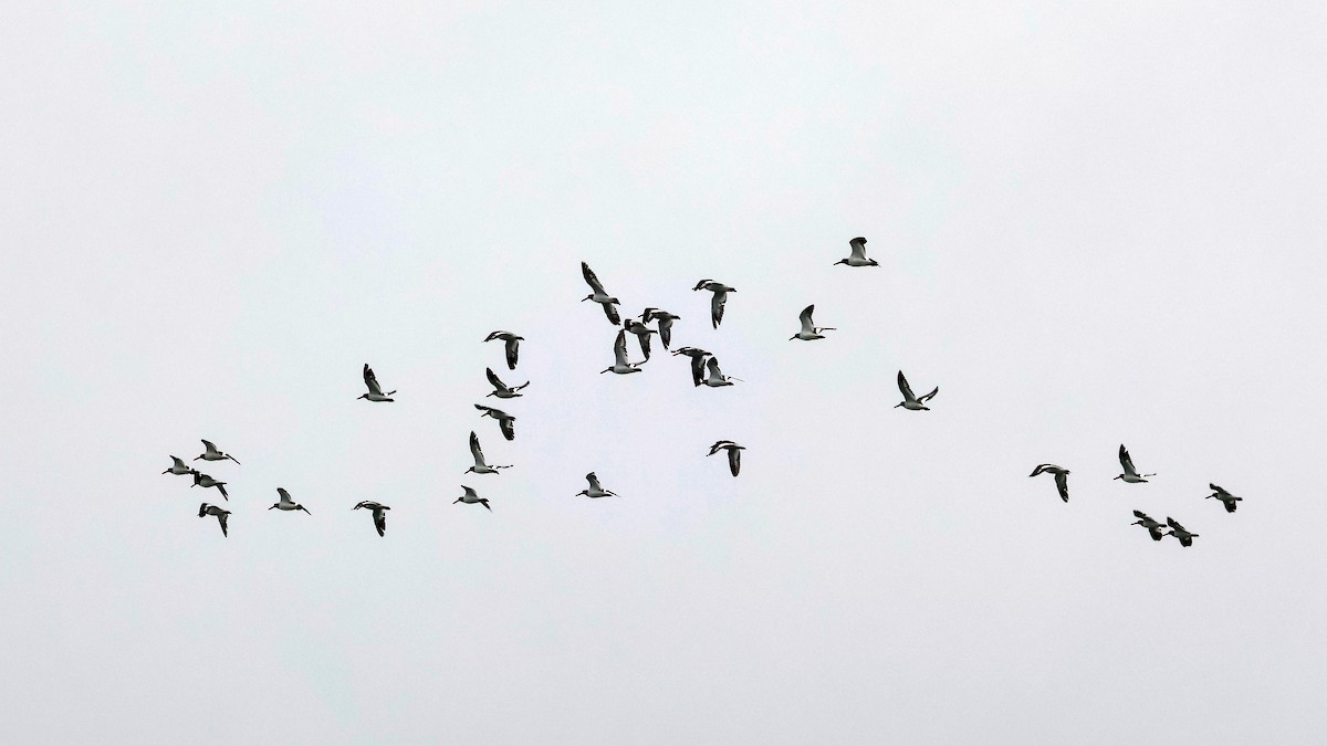 American Oystercatcher - ML642015249