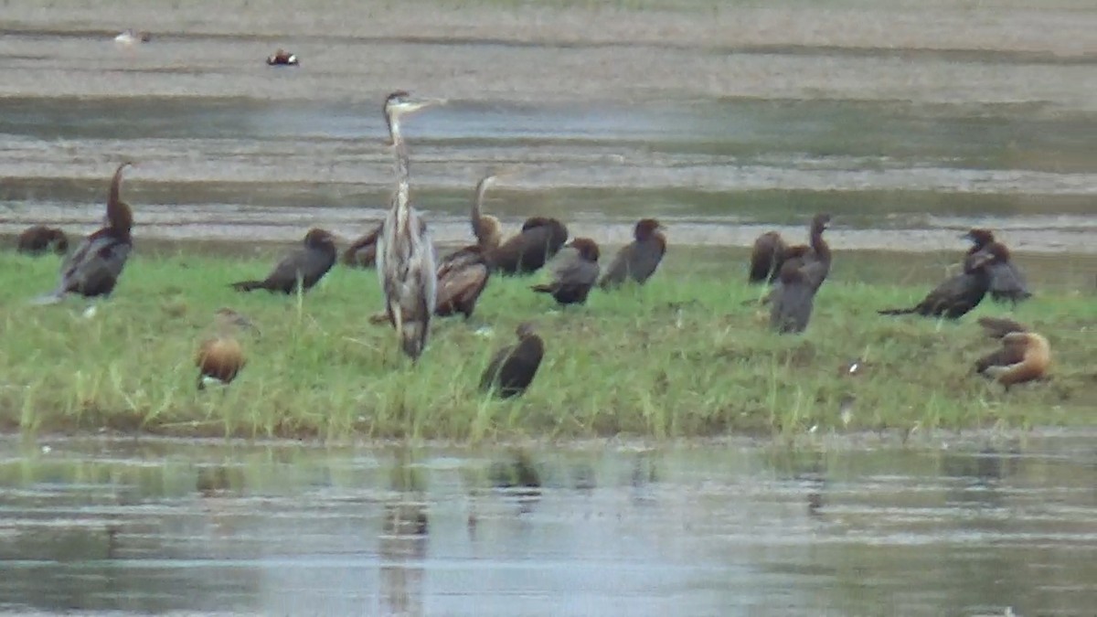 Purple Heron - ML642015251