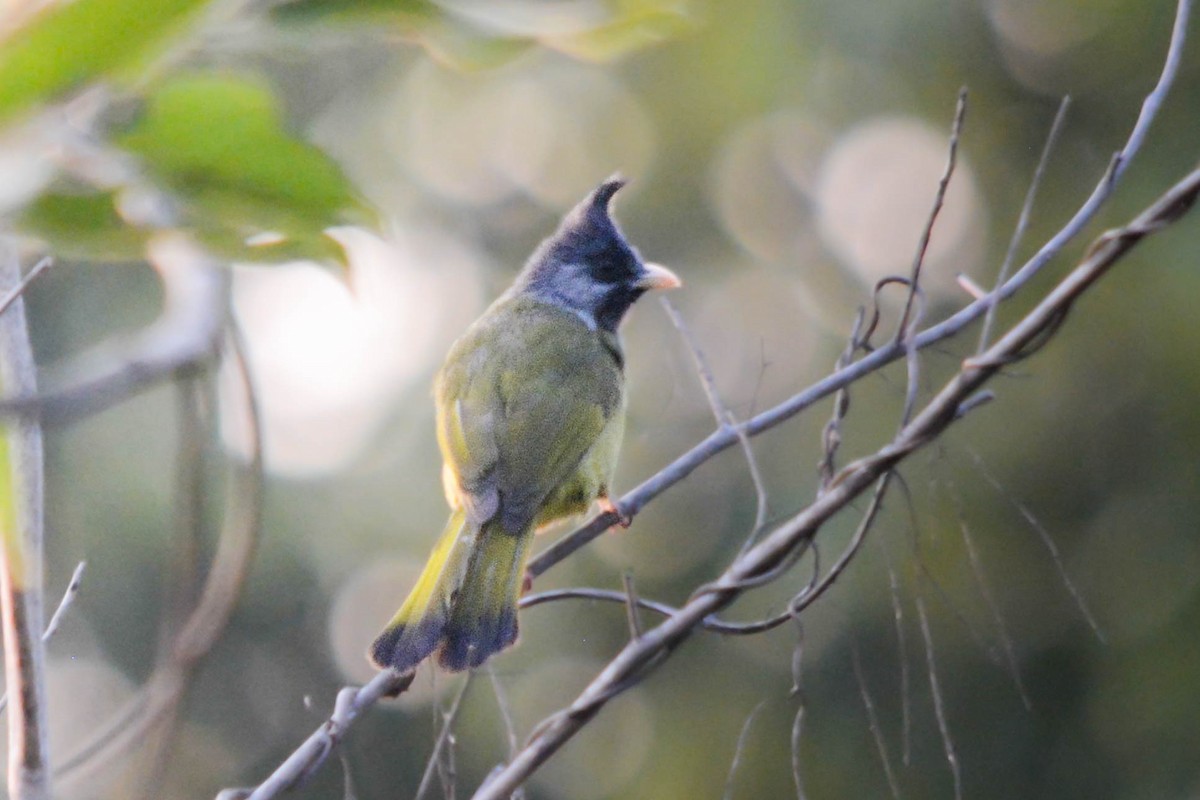 Crested Finchbill - ML642015256