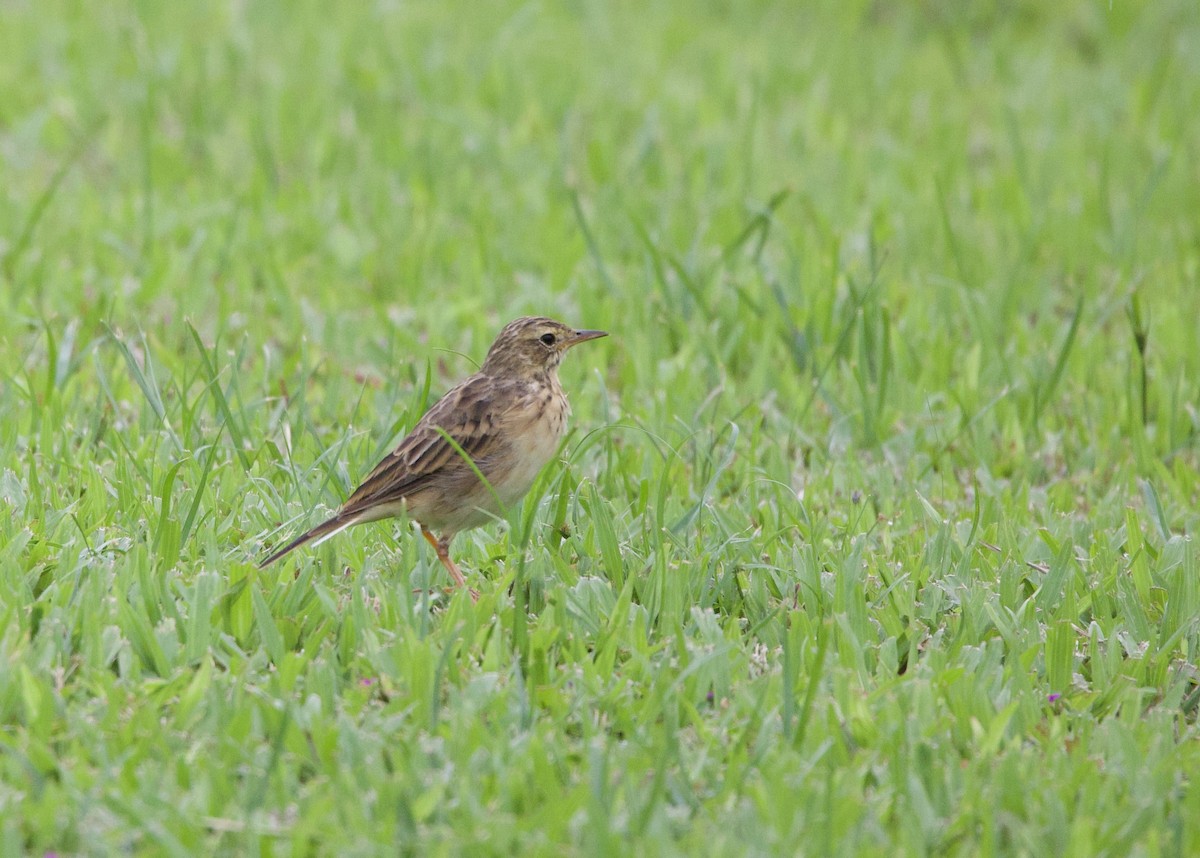 orientpiplerke - ML642015262