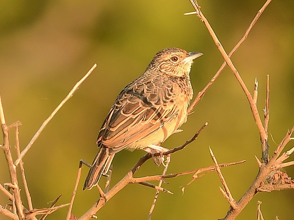 Flappet Lark - ML642015264