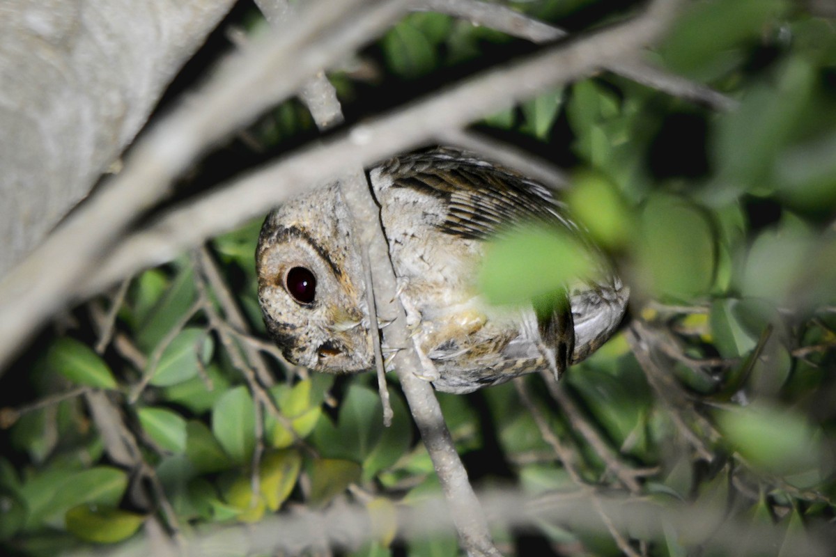 Collared Scops-Owl - ML642015266