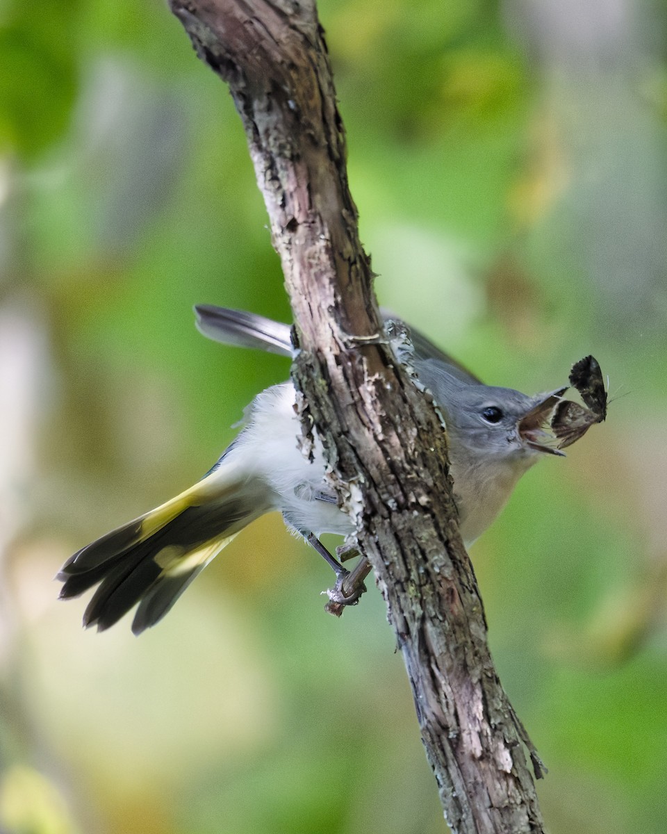 American Redstart - ML642015276
