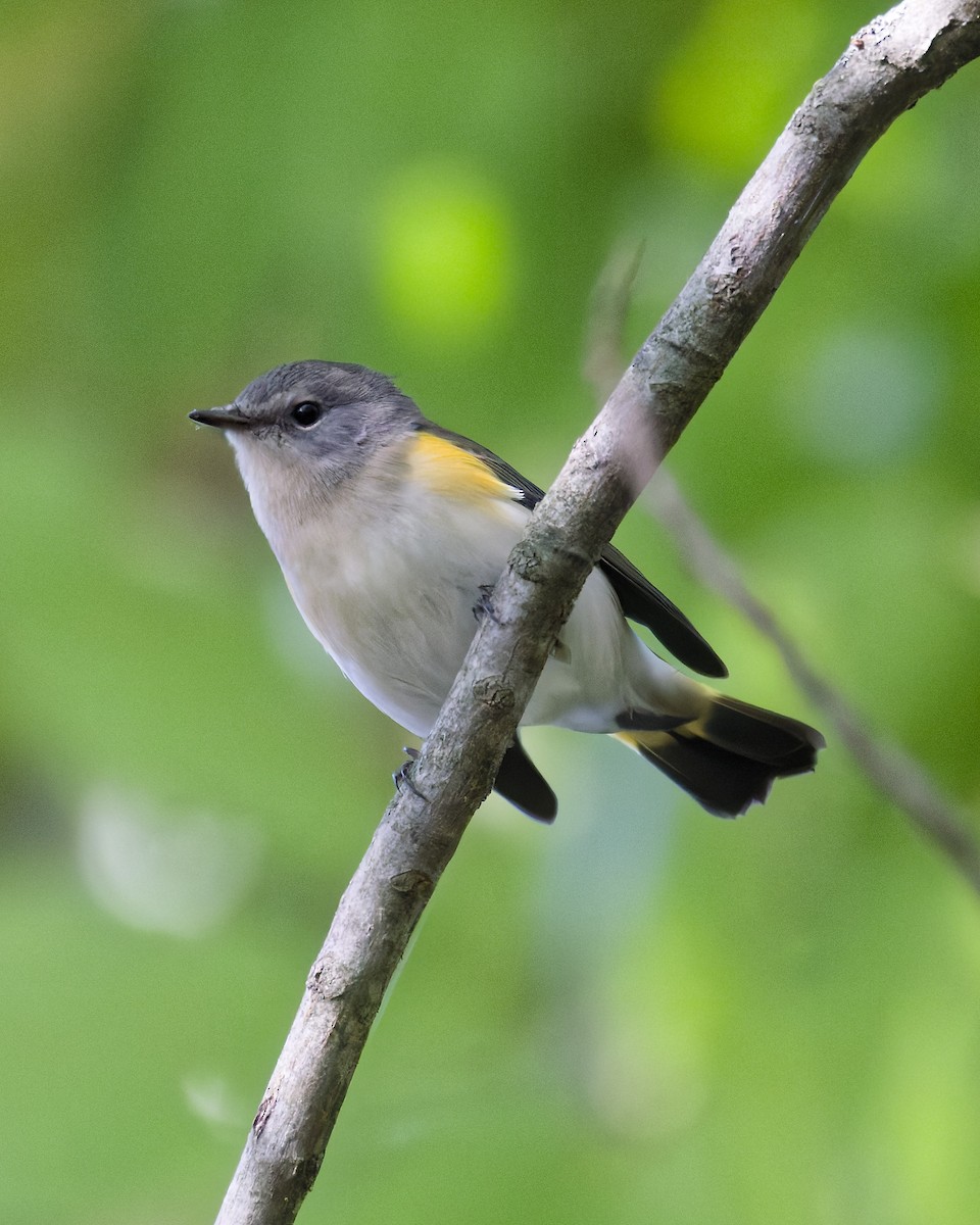 American Redstart - ML642015277