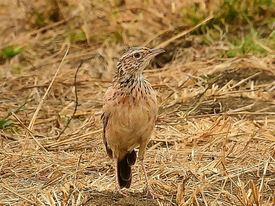 Riesenlerche - ML642015293