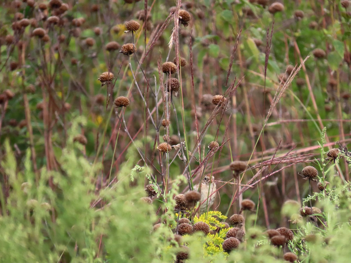 Field Sparrow - ML642015297