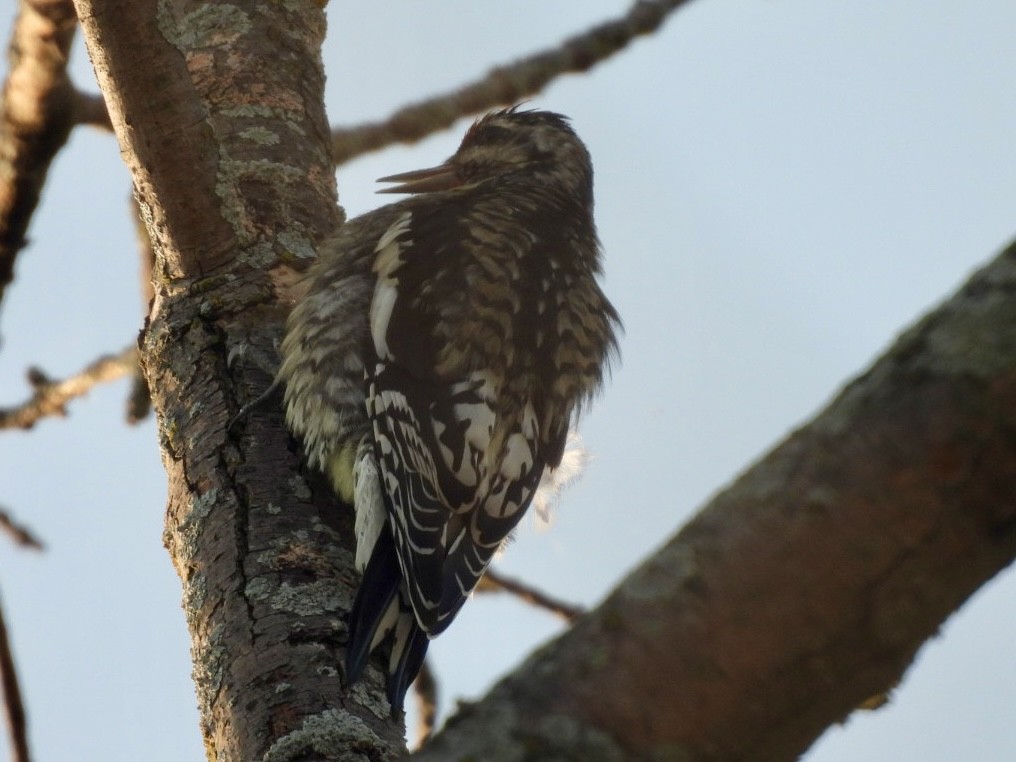 Yellow-bellied Sapsucker - ML642015305