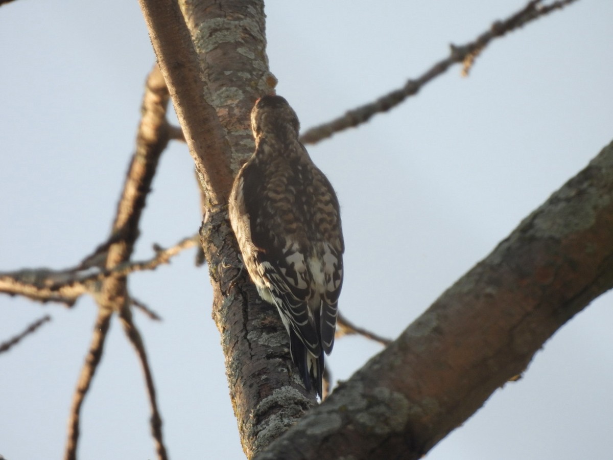 Yellow-bellied Sapsucker - ML642015306