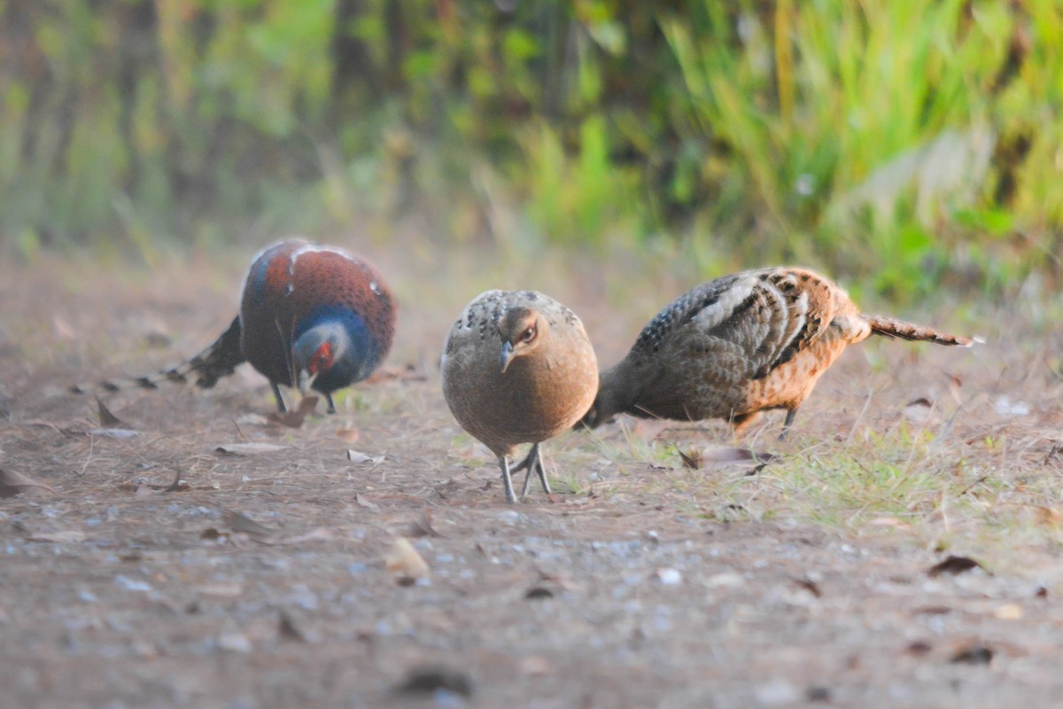 Mrs. Hume's Pheasant - ML642015321