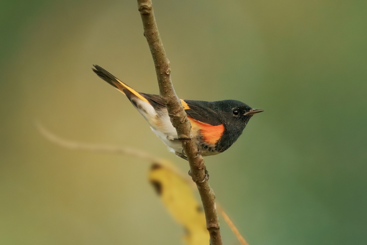 American Redstart - ML642015349