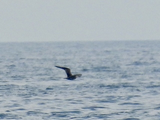 Págalo Parásito - ML642015354