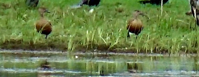 Lesser Whistling-Duck - ML642015366