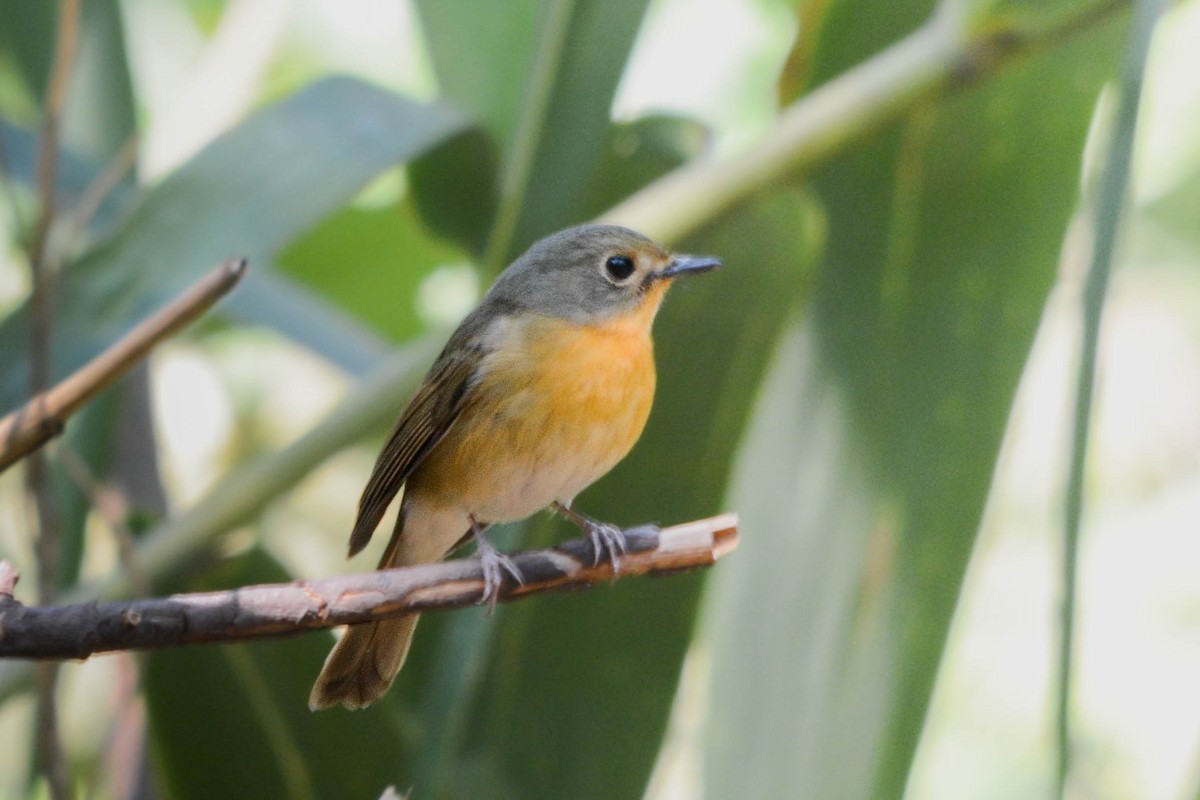 Hill Blue Flycatcher - ML642015368