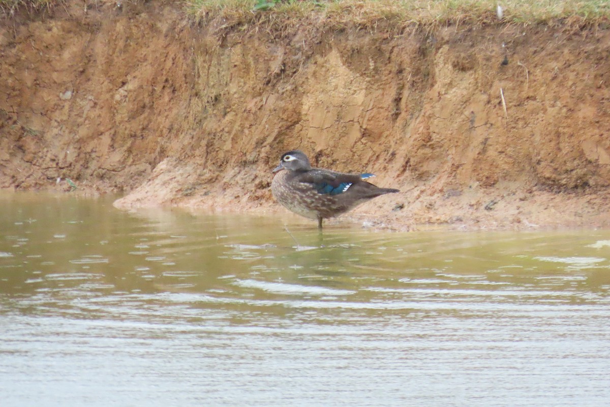Wood Duck - ML642015369