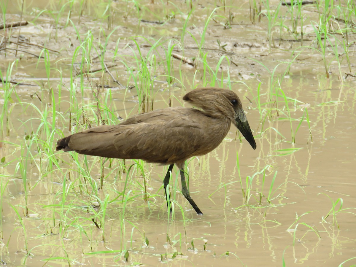 Hamerkop - ML642015371