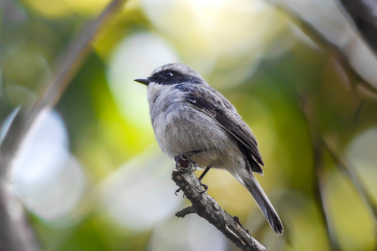 Gray Bushchat - ML642015372