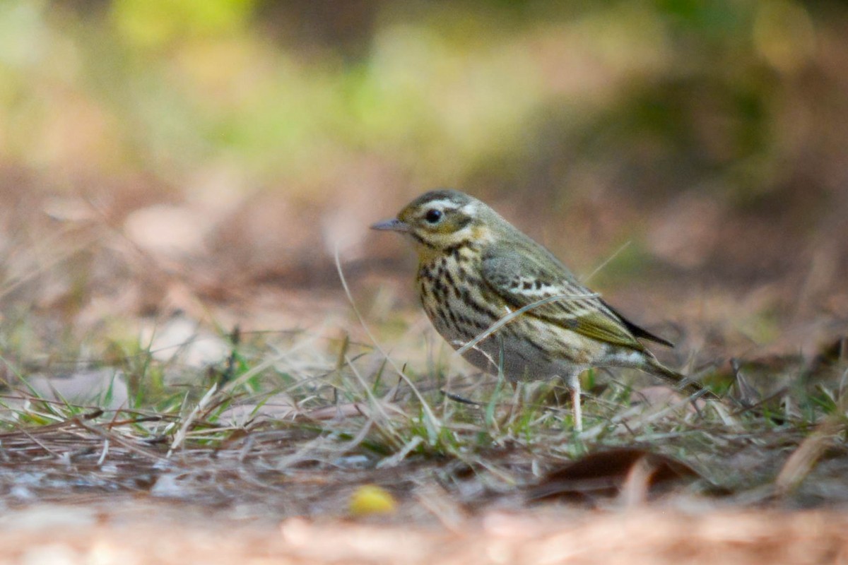 Olive-backed Pipit - ML642015379