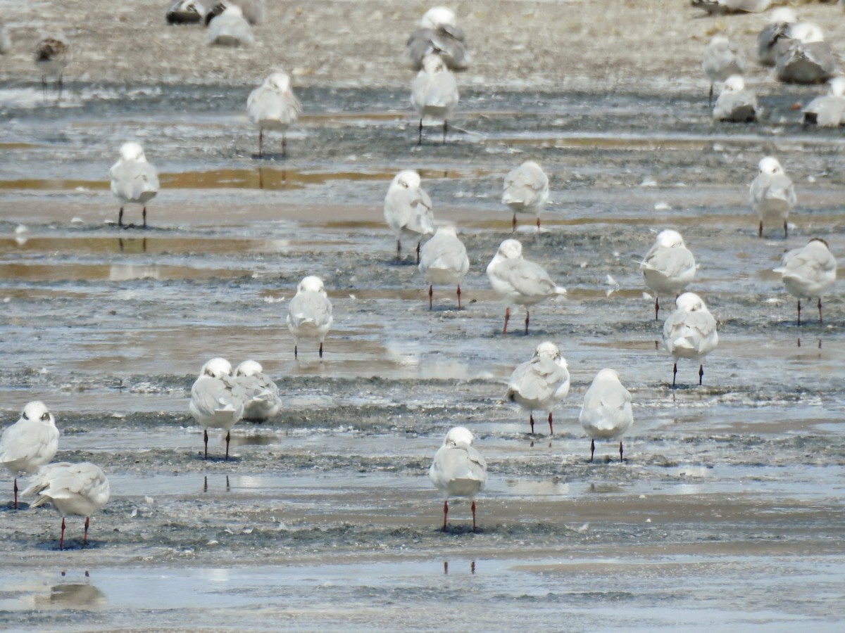 Black-headed Gull - ML642015385
