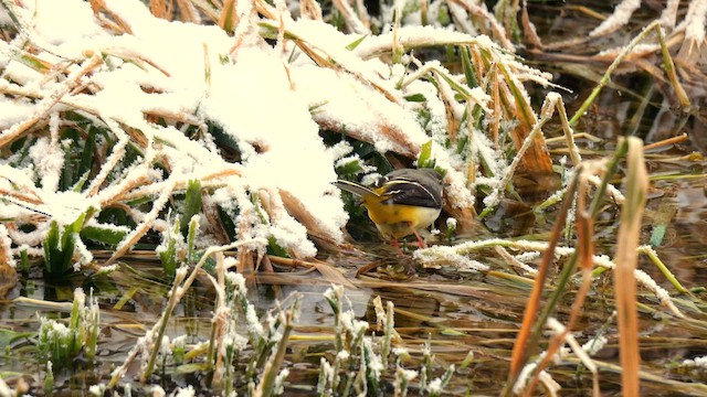 Gray Wagtail - ML642015389