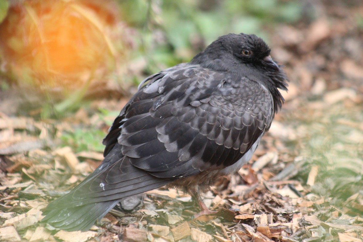 Rock Pigeon (Feral Pigeon) - ML642015393