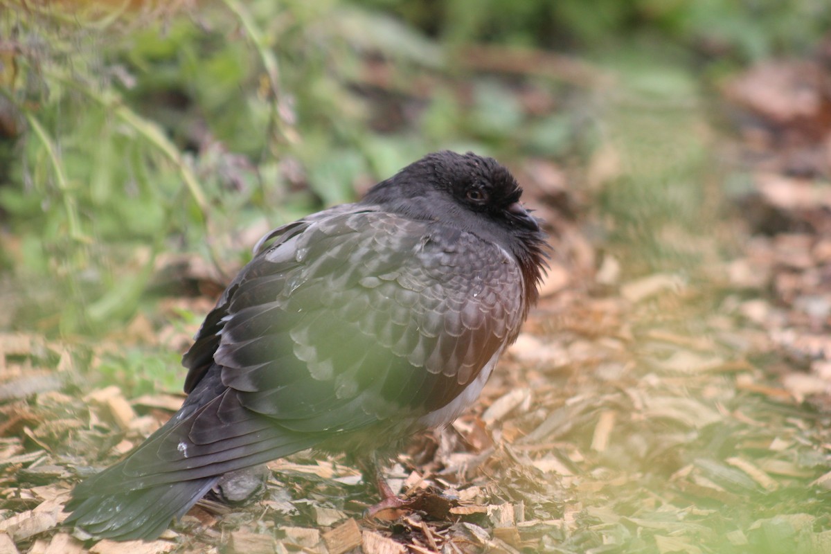 Rock Pigeon (Feral Pigeon) - ML642015394