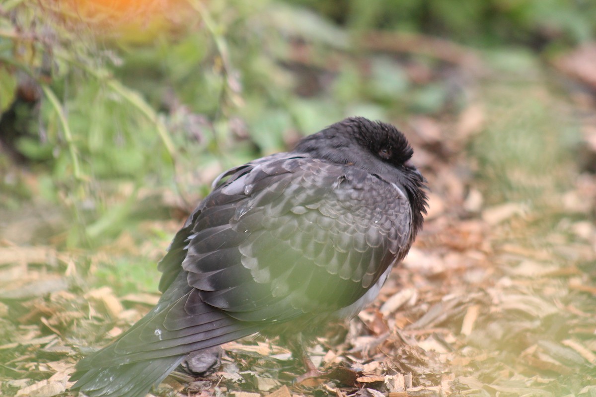 Rock Pigeon (Feral Pigeon) - ML642015395