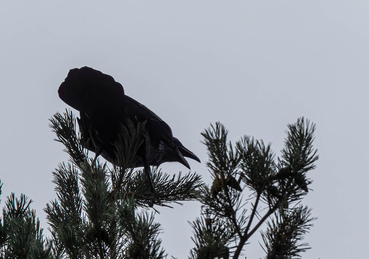 Common Raven - ML642015397