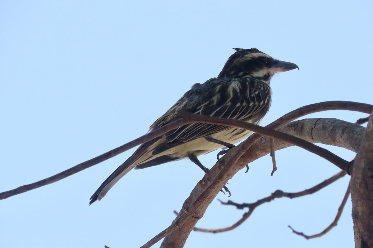 Variegated Flycatcher - ML642015398