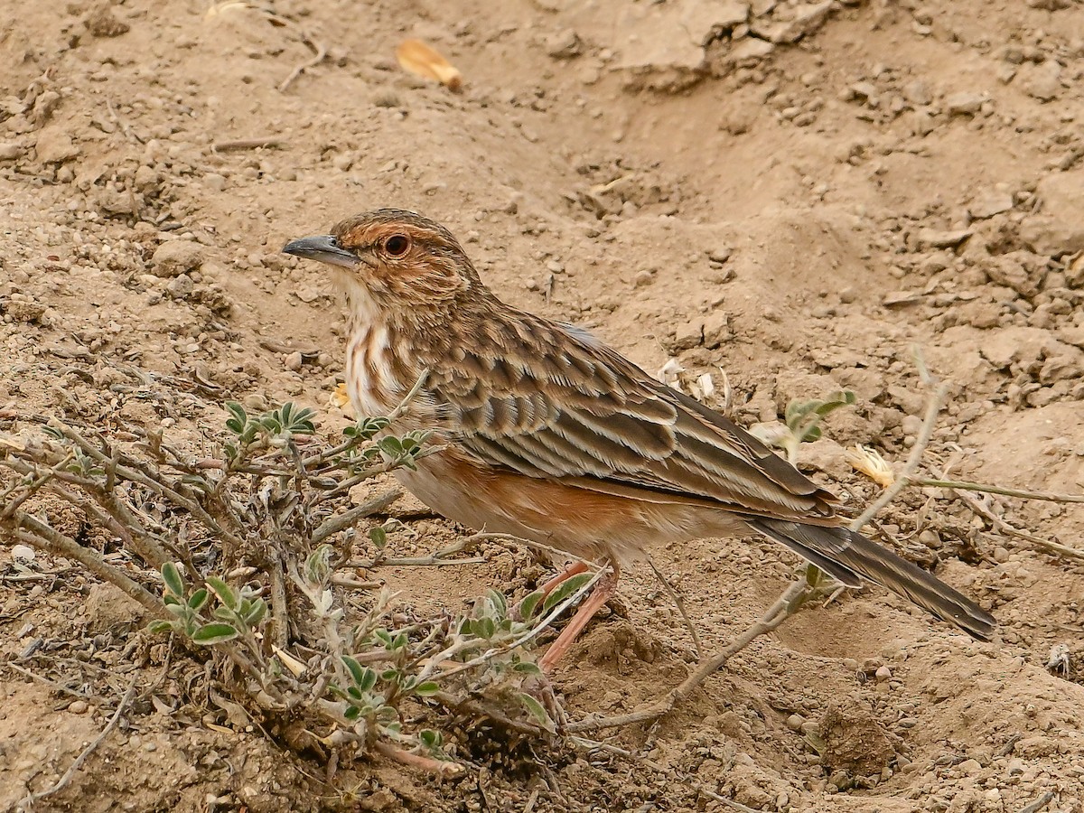 Pink-breasted Lark - ML642015399