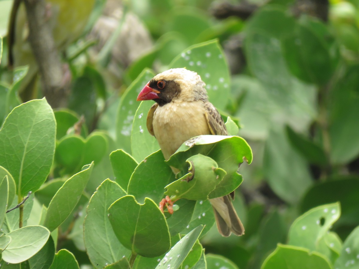 Red-billed Quelea - ML642015400