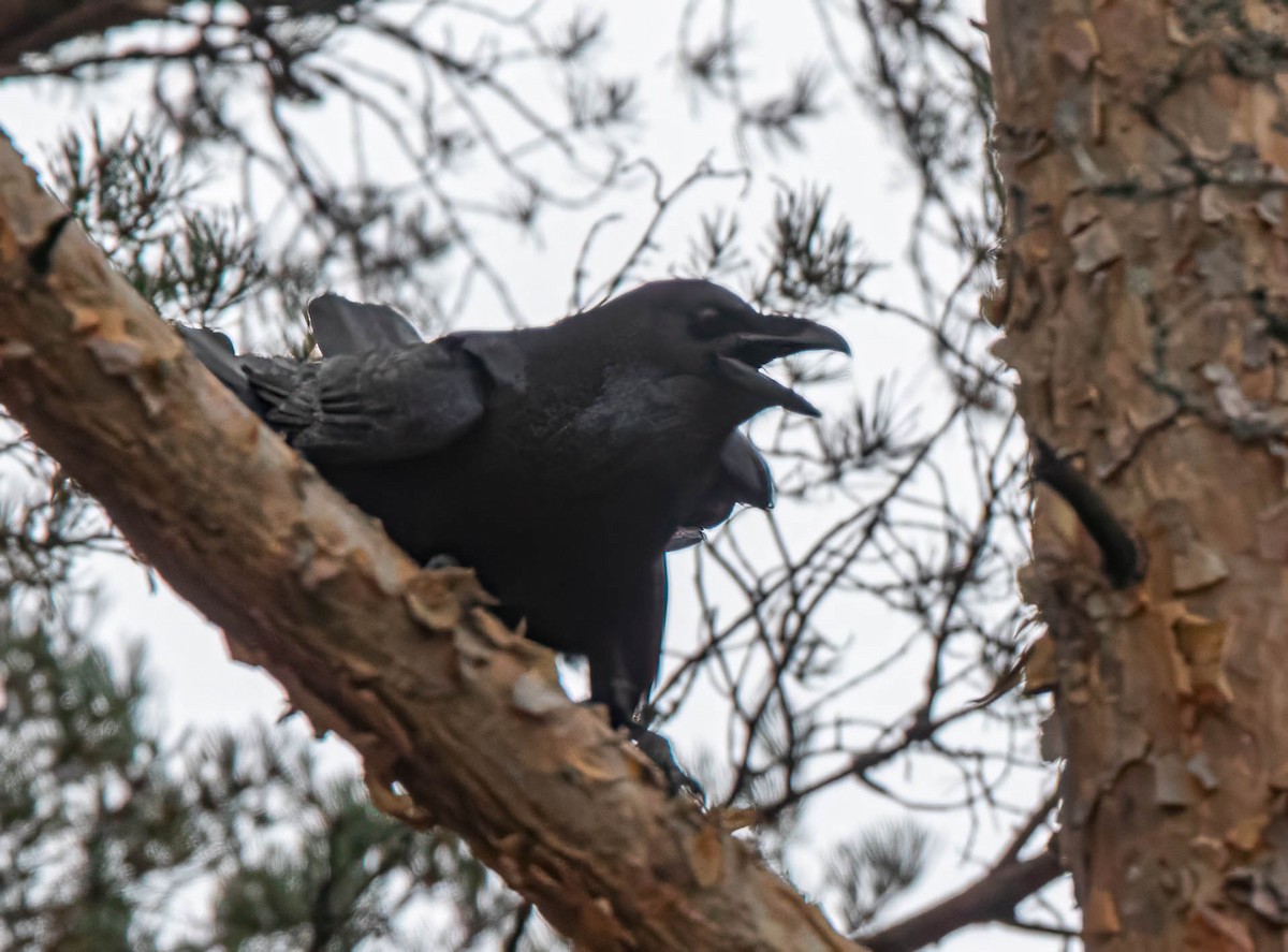 Common Raven - ML642015401