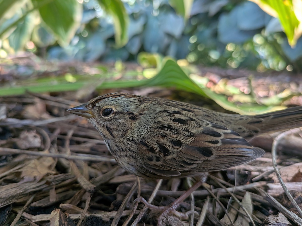 Lincoln's Sparrow - ML642015402
