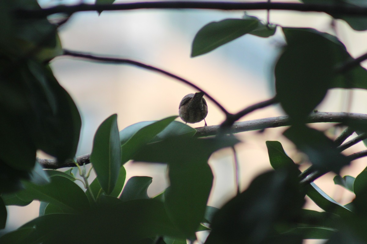 Northern House Wren - ML642015405