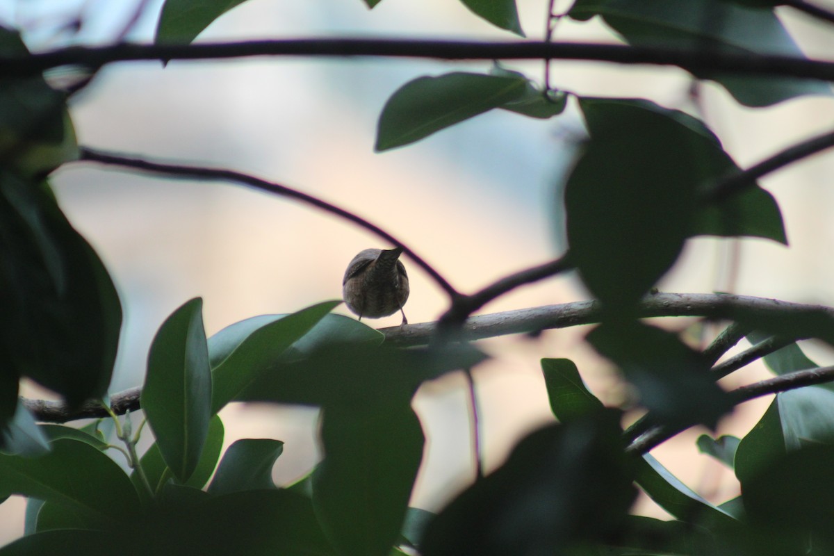 Northern House Wren - ML642015406