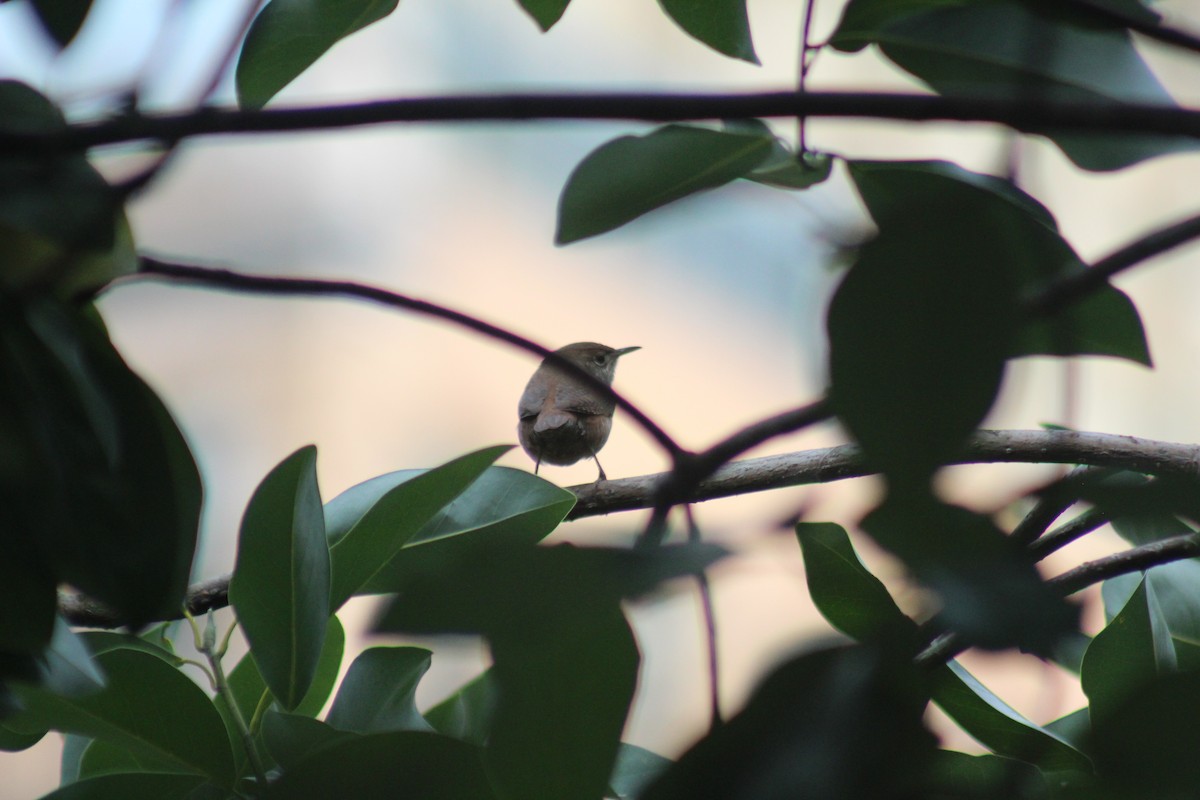Northern House Wren - ML642015407