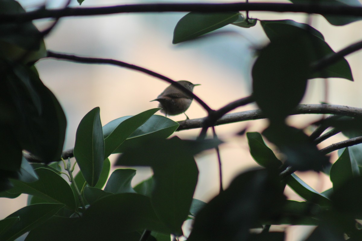 Northern House Wren - ML642015410