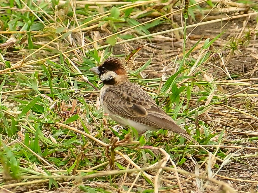 Fischer's Sparrow-Lark - ML642015415