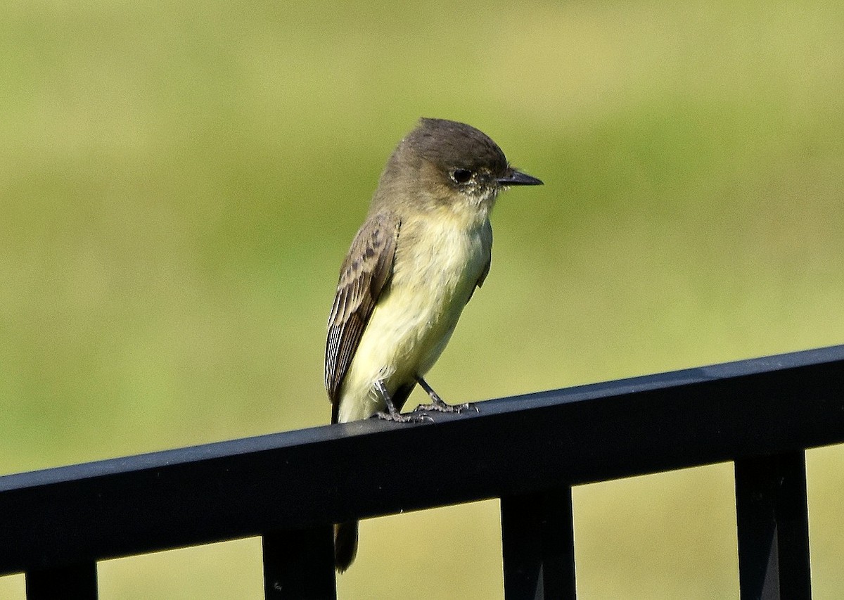 Eastern Phoebe - ML642015416