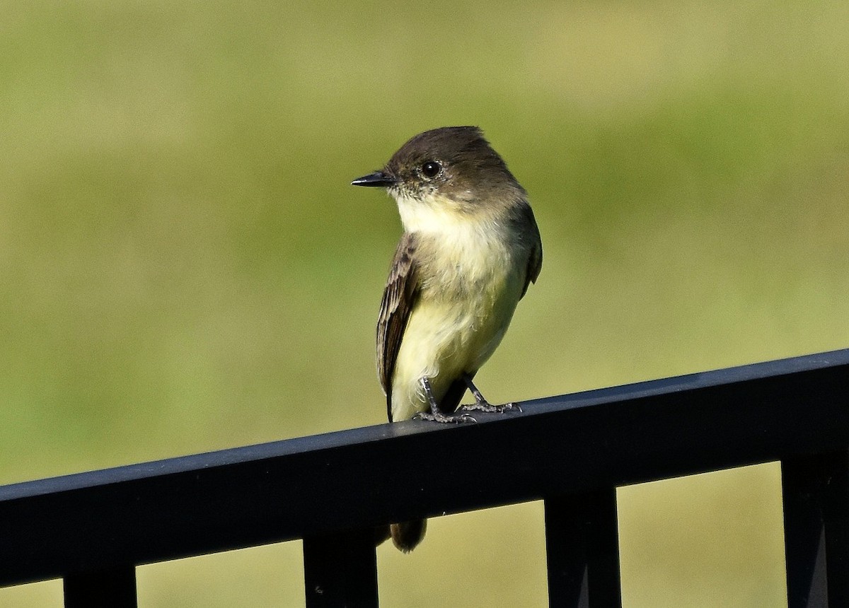 Eastern Phoebe - ML642015417