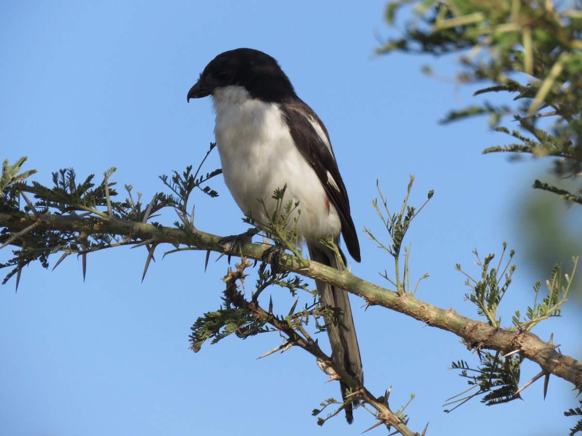 Northern Fiscal - ML642015418