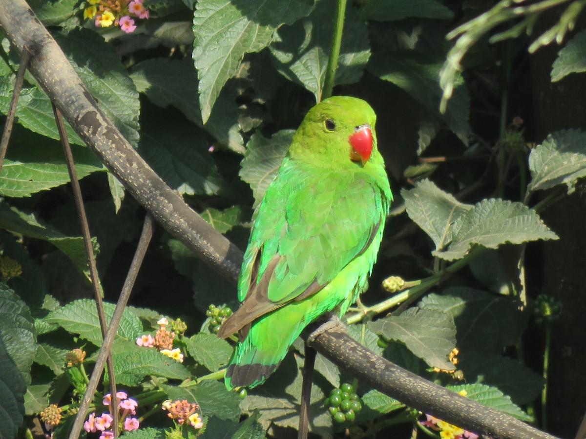 Black-winged Lovebird - ML642015421