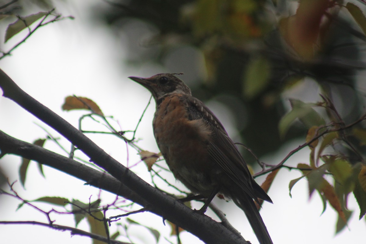 American Robin - ML642015424