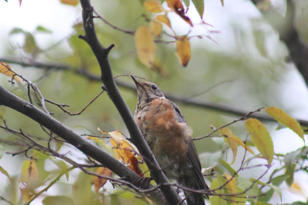 American Robin - ML642015426
